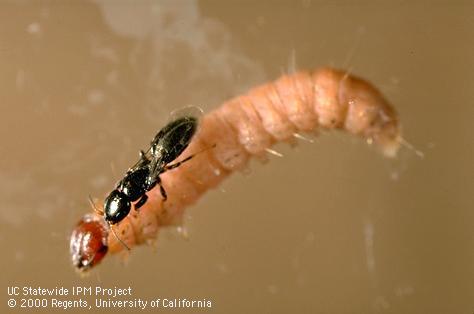 The parasitic wasp, Goniozus legneri, lays one or more eggs on the outside of navel orangeworm larvae.