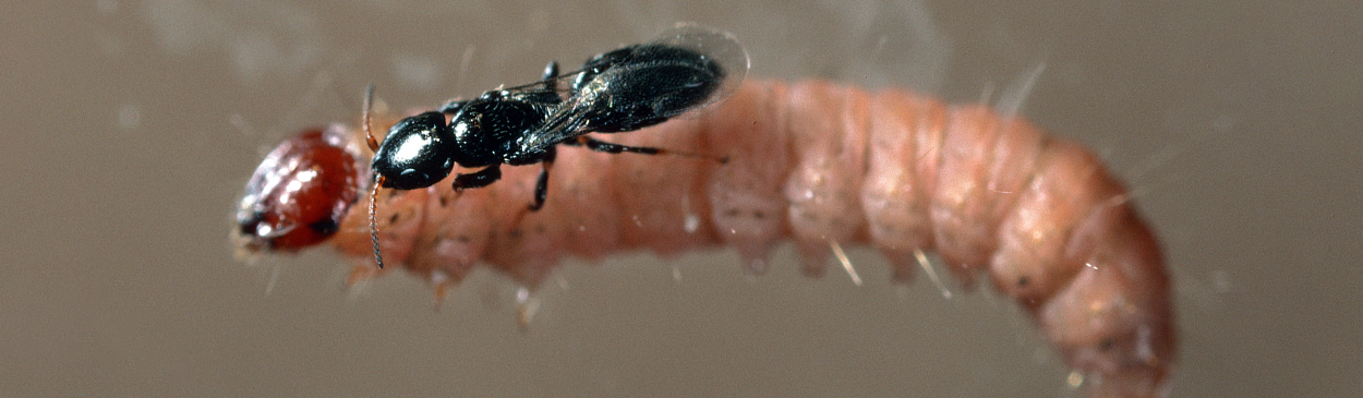 Parasitic wasp, Goniozus legneri, attacking a navel orangeworm larva.