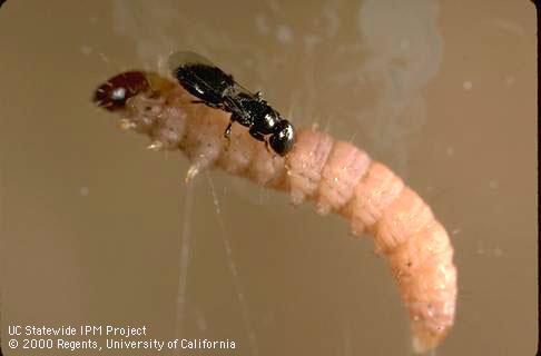 The parasitic wasp, Goniozus legneri, lays one or more eggs on the surface of navel orangeworm larvae.