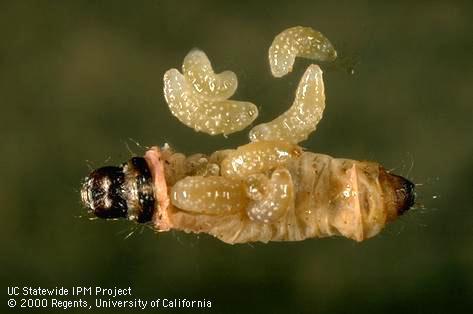 Mature larvae (prepupae) of <i>Goniozus legneri</i> and a navel orangeworm, <i>Amyelois transitella</i>, they killed.