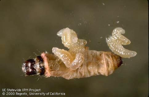 Pupae of the navel orangeworm parasite, Goniozus legneri, on the surface of the larva they have consumed.