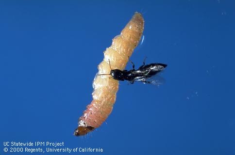 The parasitic wasp, Goniozus legneri, lays eggs on the surface of navel orangeworm larvae.