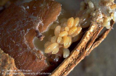 Early instars (larvae) of <i>Goniozus legneri</i> feeding on a navel orangeworm, <i>Amyelois transitella</i>, that was chewing on an almond.