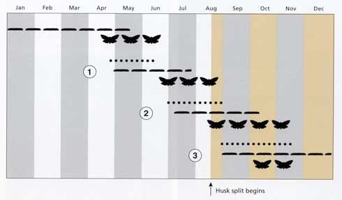 Seasonal development of the navel orangeworm. Appearance of broods and developmental times vary with temperature. Two full generations (1, 2) and a partial third generation (3) are produced during the season. A portion of the second generation and the third (overwintering) generation of larvae enter sound nuts after husk split (shaded area starting about mid-August). Time of husk split varies with cultivar and temperature.