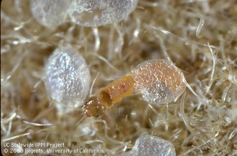 Larva of navel orangeworm.