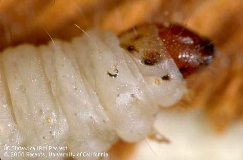 Larva of navel orangeworm.