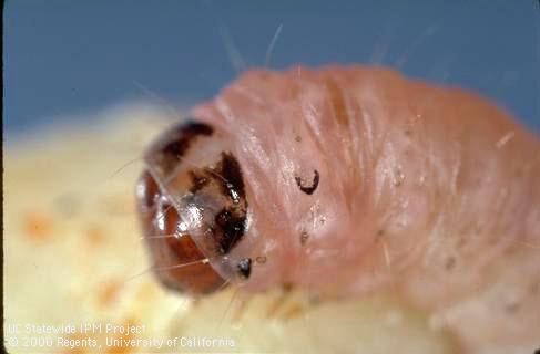 Larva of navel orangeworm.