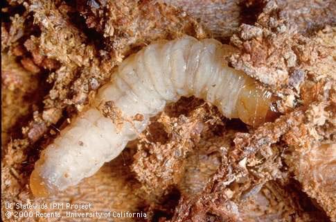 Larva of navel orangeworm.