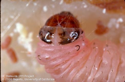 Larva of navel orangeworm.