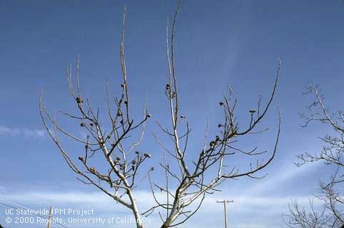 Mummy (unharvested) nuts remaining on the tree are an important overwintering site for navel orangeworm, <i>Amyelois transitella</i>.