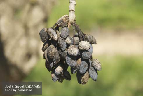 Mummy nuts serve as overwintering sites for navel orangeworms.