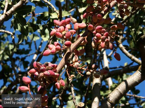 Nuts leftover after shaking serve as potential pathogen sources and overwintering sites for navel orangeworms.