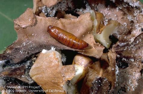 Pupa of navel orangeworm, <i>Amyelois transitella</i>.