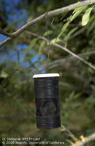 Black egg trap for navel orangeworm.