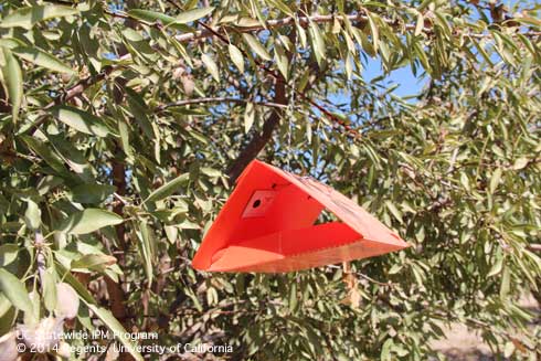 A pheromone-baited, red delta sticky trap in a pistachio tree to monitor navel orangeworm, <i>Amyelois transitella.</i> .