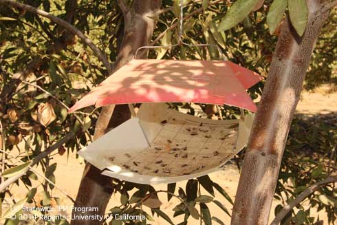 A pheromone-baited, wing sticky trap in a pistachio tree to monitor navel orangeworm, <i>Amyelois transitella.</i> .