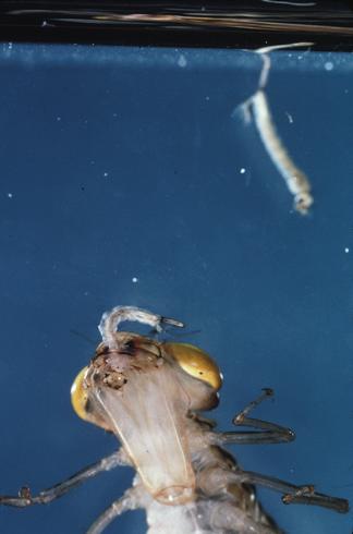 Nymph of a darner dragonfly, <I>Aeshna</I> sp., feeding on a mosquito larva.