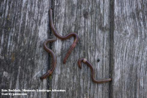 Multiple adult jumping worms, <i>Amynthas agrestis</i>.