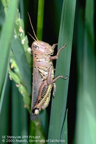 Adult grasshopper.