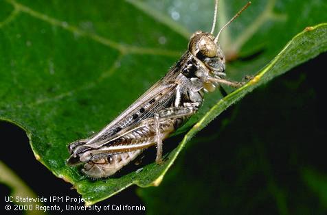 Adult grasshopper.