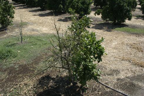 Leaves on a small, recently planted citrus tree extensively chewed by grasshoppers. 