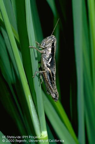 Nymph of grasshopper.