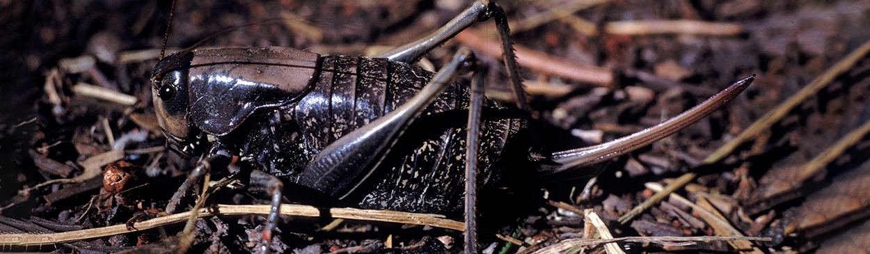 Adult female Mormon cricket, Anabrus simplex.