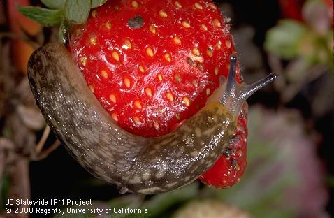 Immature gray garden slug.