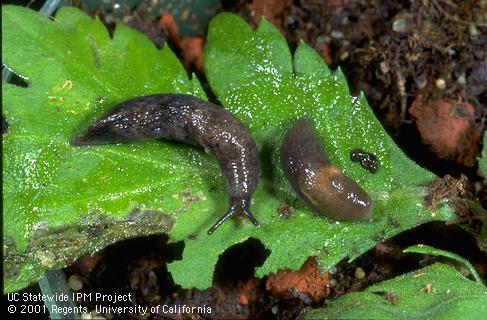 Adult gray garden slug.