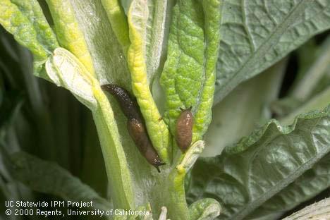 Gray garden slug, <I>Agriolimax reticulatus,</I>on artichoke leaf.