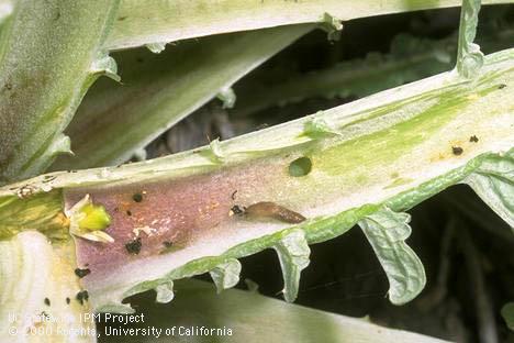 Gray garden slug, <i>Agriolimax reticulatus,</I>feeding on artichoke leaf stalk.