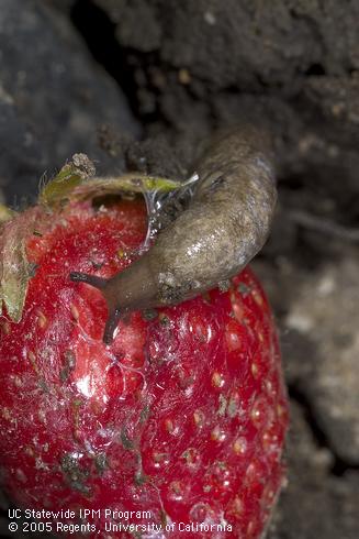 Gray garden slug, <I>Deroceras reticulatum,</I> feeding on a ripe strawberry. 