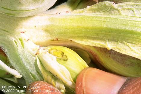 Artichoke bud damaged by gray garden slug, <I>Agriolimax reticulatus.</I>.