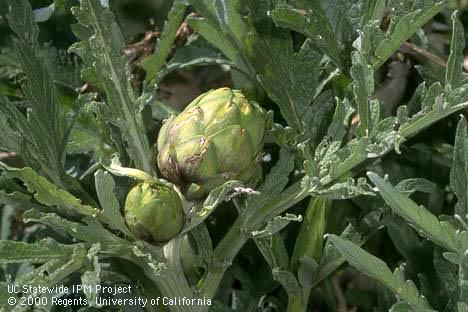 Browning of artichoke bracts caused by gray garden slug, <I>Agriolimax reticulatus,</I>feeding on the artichoke bud when it was small.