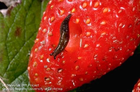 Immature gray garden slug.