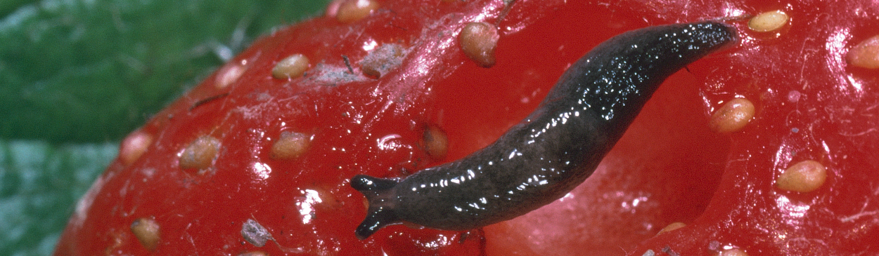 Immature gray garden slug on strawberries.