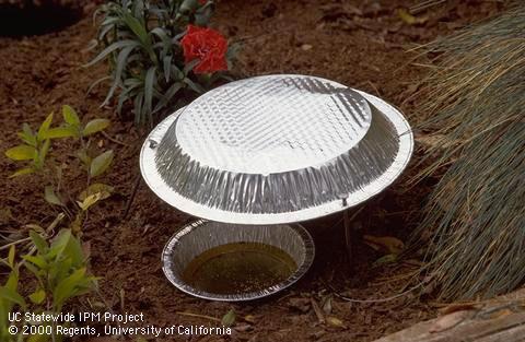 A properly set up slug and snail beer trap made with pie tins.