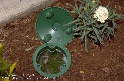 Lid lifted from a commercial slug and snail beer trap to show dead slugs.