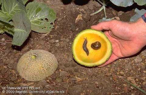 A slug and a snail that have been trapped under an inverted melon rind.