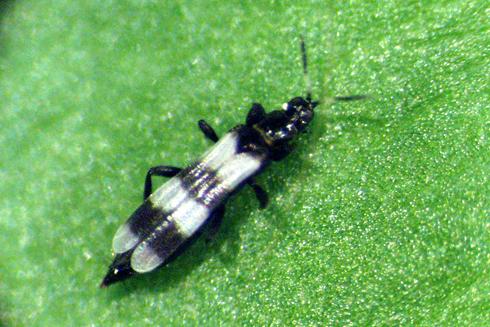 Adult banded thrips or banded-wing thrips, <I>Aeolothrips fasciatus,</I> a predator of aphids, mites, whiteflies, and other thrips.