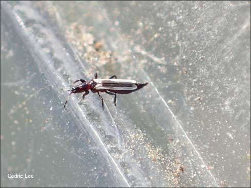 An adult <i>Aeolothrips kuwanaii </i>has whitish wings with a black band along the inner margins where the wings meet at rest.