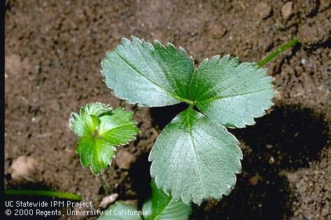 Leaves emerging from buds infested by foliar nematodes, <i>Aphelenchoides</i> sp., can be severely distorted (left).