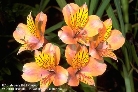 Yellowish orange and brown-spotted blossoms of Alstroemeria.