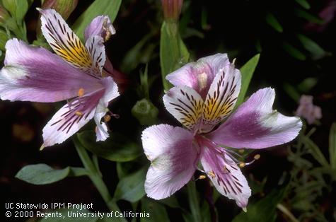 White and purple blossoms of Alstroemeria.