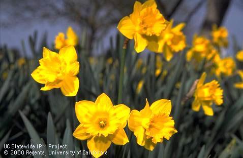 Several yellow blossoms of 'King Alfred' trumpet daffodil.