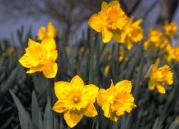 Blossoms of Daffodil