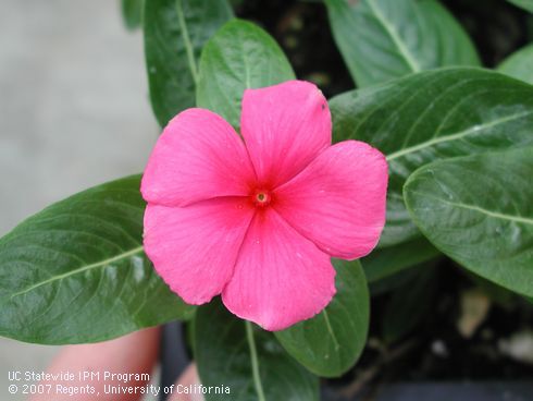 Pink blossom of Vinca, <I>Vinca roseus</I>.  