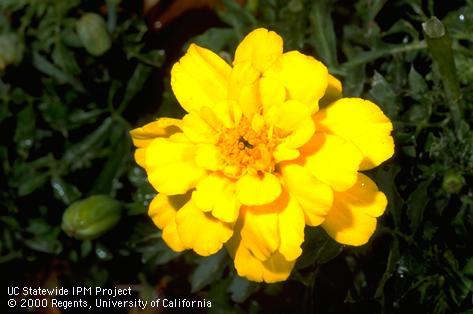 A marigold�s yellow blossom.