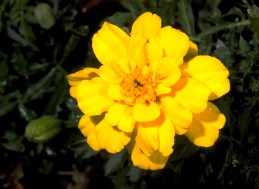 Yellow blossom of marigold