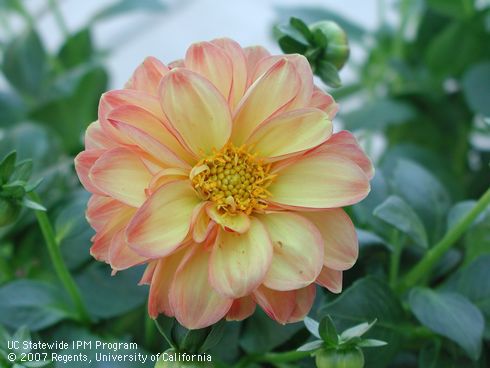 Blossom of <I>Dahlia</I> sp.  